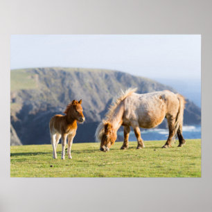 Mare with Foal, Shetland Islands, Schottland Poster