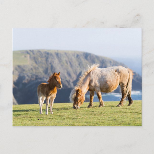 Mare with Foal, Shetland Islands, Schottland Postkarte (Vorderseite)