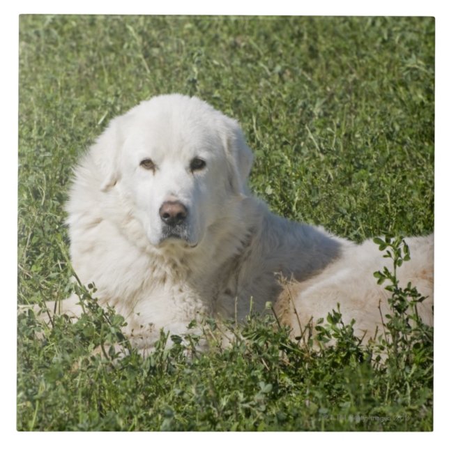 Maremma Schäferhund in der Weide tritt als ein Fliese (Vorderseite)