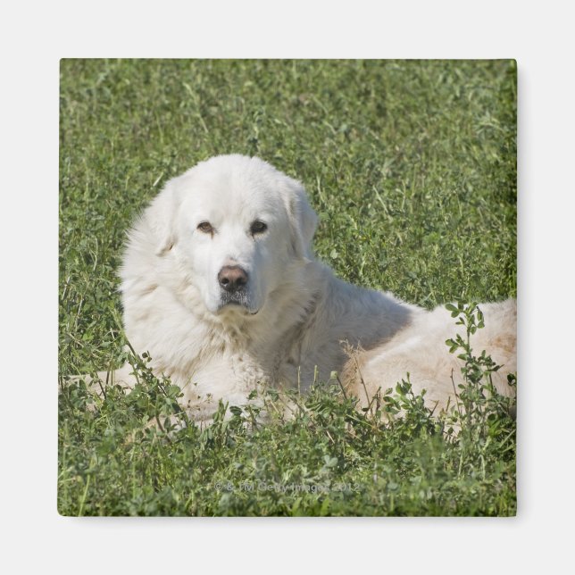 Maremma-Schafhund auf Weiden fungiert als Vieh Magnet (Vorne)