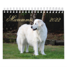 Maremma sheepdog 2022 SmallCalendar, White