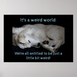 Maremma sheepdog bizarre Welt Poster