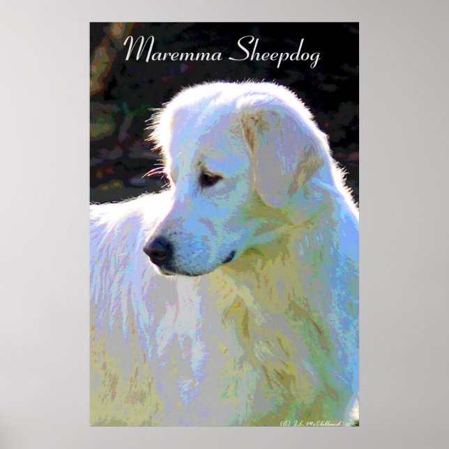 Maremma sheepdog Pop Art Poster (Vorne)