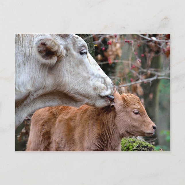 Maremmana Kuh Licking Calf Postkarte (Vorderseite)
