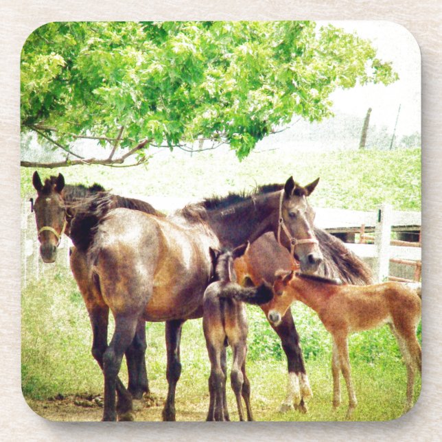 Mares und Foals Getränkeuntersetzer (Vorderseite)