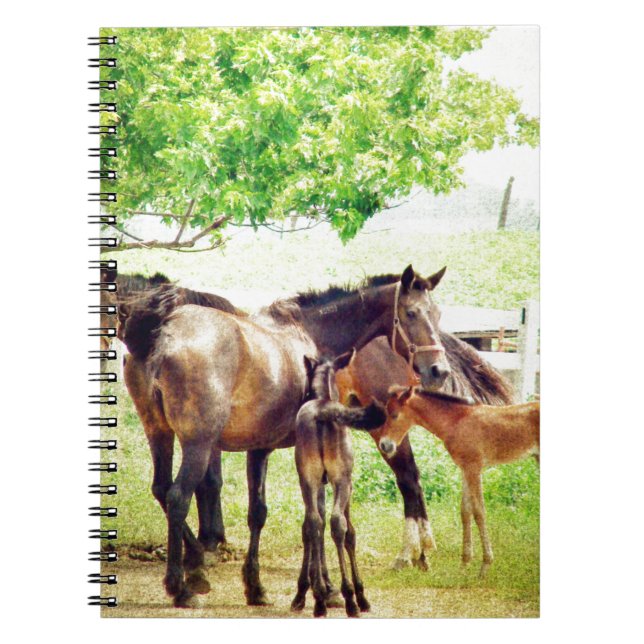 Mares und Foals Notizblock (Vorderseite)