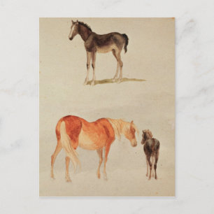 Mares und Fohlen Postkarte