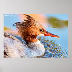 Marganser Ente Poster