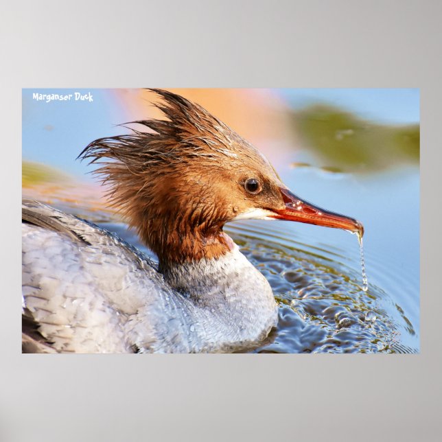 Marganser Ente Poster (Vorne)