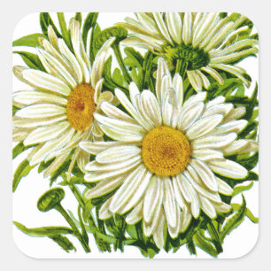 Margarite Vintage-Samenpackung Quadratischer Aufkleber