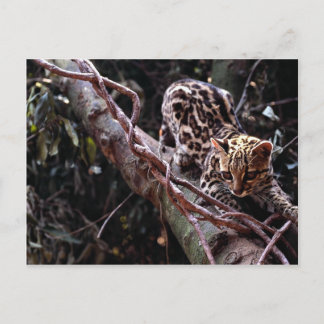 Margay (Felis wiedi) in Baum Postkarte