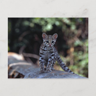 Margay (Felis wiedi) Kätzchen in Baum Postkarte