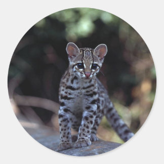 Margay (Felis wiedi) Kätzchen in Baum Runder Aufkleber