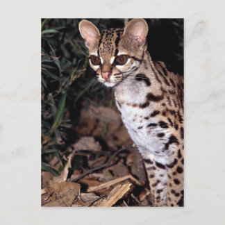 Margay (Felis wiedi) Postkarte