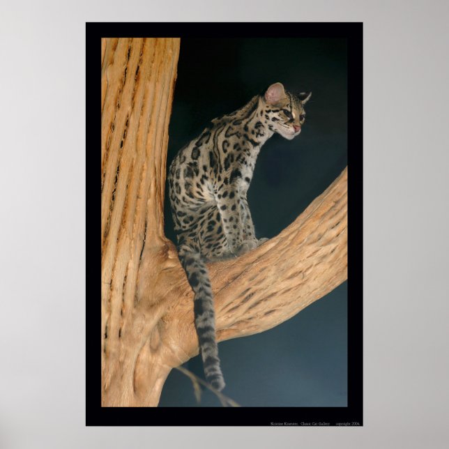 Margay (Leopardus weidii) Poster (Vorne)