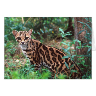Margay, Leopardus wiedi, Heimat Mexiko bis