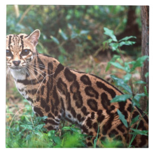 Margay, Leopardus wiedi, Heimat Mexiko bis Fliese