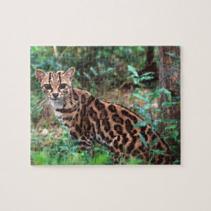 Margay, Leopardus wiedi, Heimat Mexiko bis Puzzle