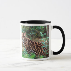 Margay, Leopardus wiedi, Heimat Mexiko bis Tasse