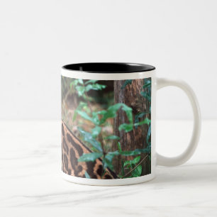 Margay, Leopardus wiedi, Heimat Mexiko bis Zweifarbige Tasse