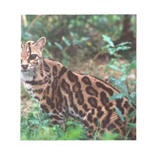 Margay, Leopardus wiedi, Ureinwohner von Mexiko na Notizblock