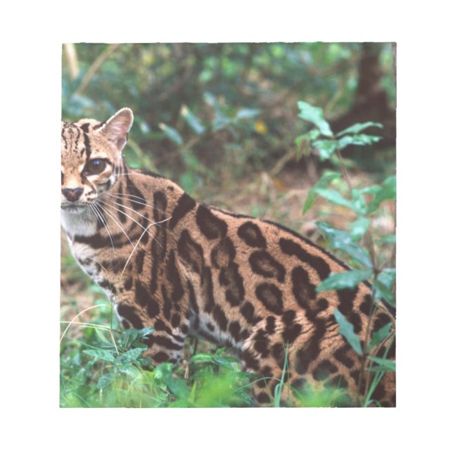 Margay, Leopardus wiedi, Ureinwohner von Mexiko na Notizblock (Vorderseite)
