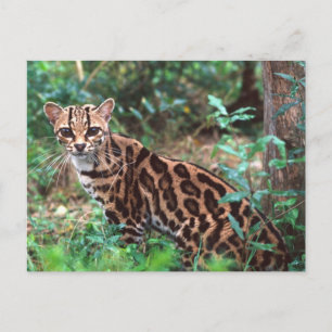 Margay, Leopardus wiedi, Ureinwohner von Mexiko na Postkarte