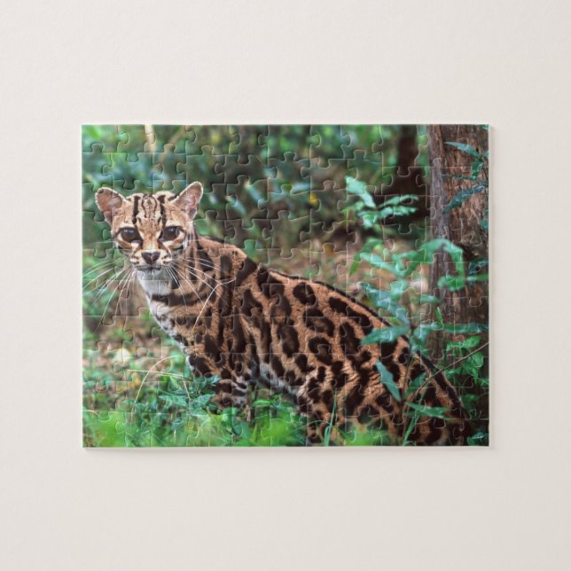 Margay, Leopardus wiedi, Ureinwohner von Mexiko na Puzzle (Horizontal)
