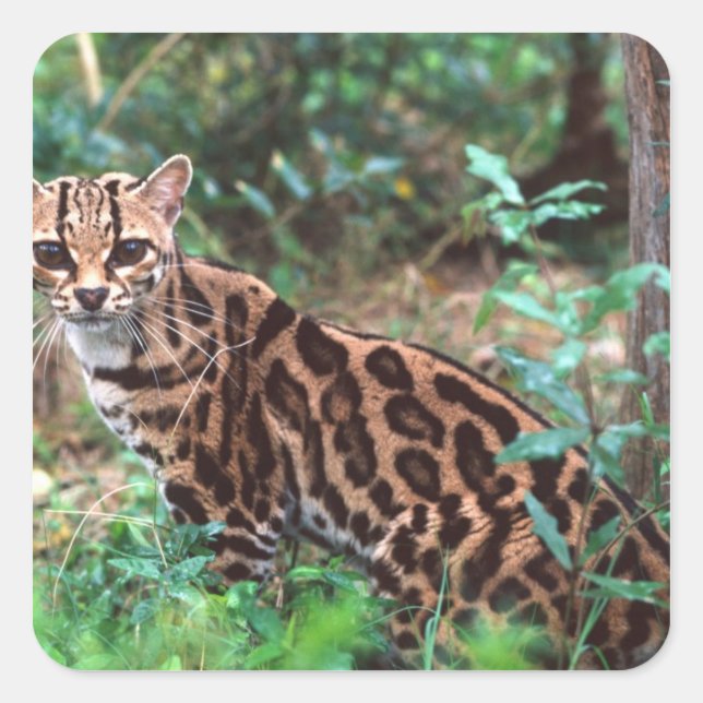 Margay, Leopardus wiedi, Ureinwohner von Mexiko na Quadratischer Aufkleber (Vorderseite)