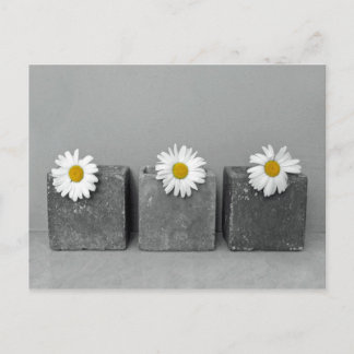 Margeriten Postkarte