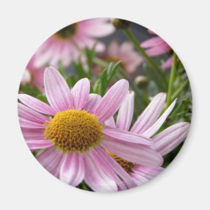 Marguerite Daisies Magnet