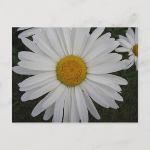 Marguerite Postkarte