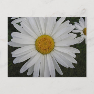 Marguerite Postkarte