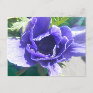 Marguerite Postkarte