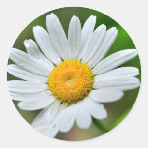 Marguerite-wild-Blume426 WILDBLUMEN DAISY SPRIN Runder Aufkleber