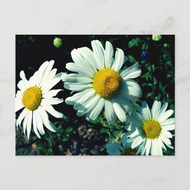 Margueriten Postkarte (Vorderseite)