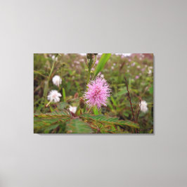 Maria fecha a porta - Campo Leinwanddruck