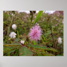 Maria fecha a porta - Campo Poster