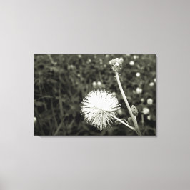 Maria fecha a porta - Com Broto Leinwanddruck