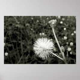 Maria fecha a porta - Com Broto Poster