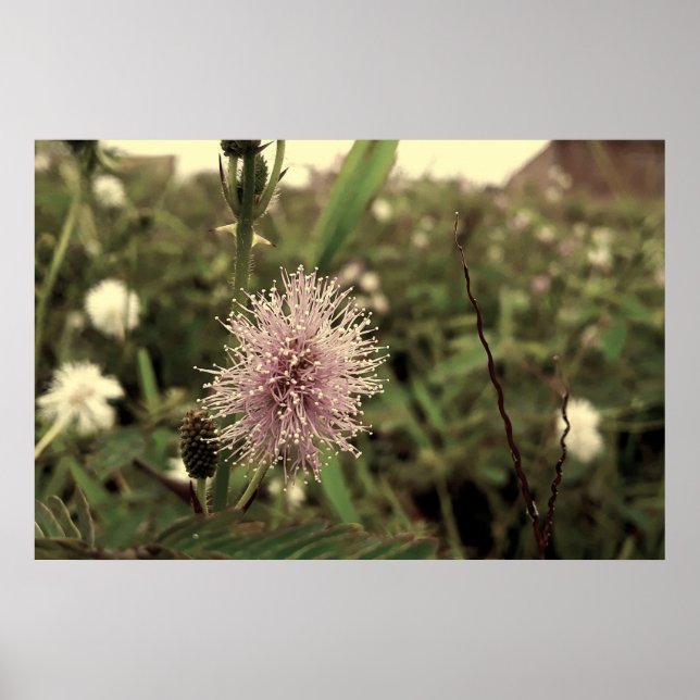 Maria-fecha-a-porta - OLD Poster (Vorne)