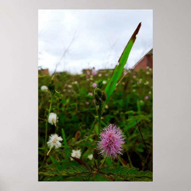 Maria-fecha-a-porta - ORIGINAL Poster (Vorne)