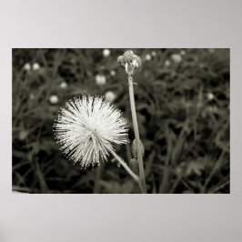 Maria-fecha-a-porta - p&b poster