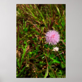 Maria-fecha-a-porta Poster