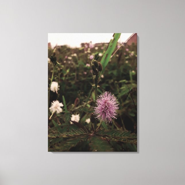 Maria-fecha-a-porta - ROSA Leinwanddruck (Vorderseite)