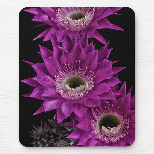 Maria Piazza bis zum dritten Mousepad (Vorne)