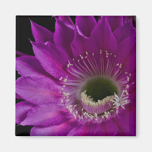 Maria Piazza blüht Magnet