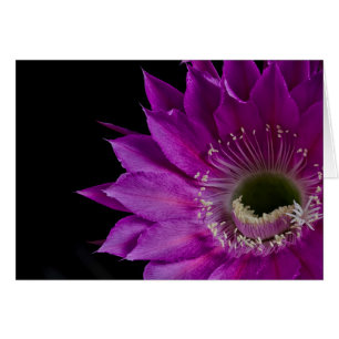 Maria Piazza Cactus Blume in Blüte