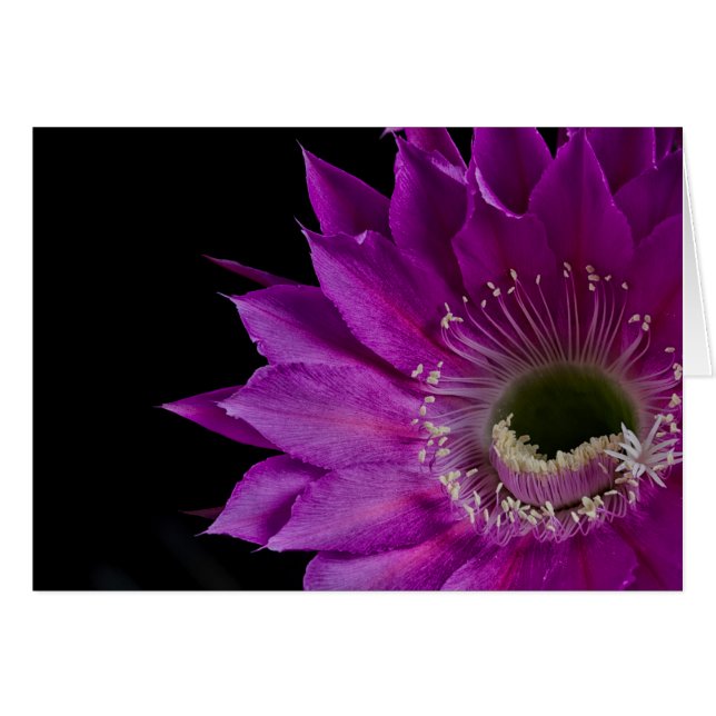 Maria Piazza Cactus Blume in Blüte (Vorderseite (Horizontal))