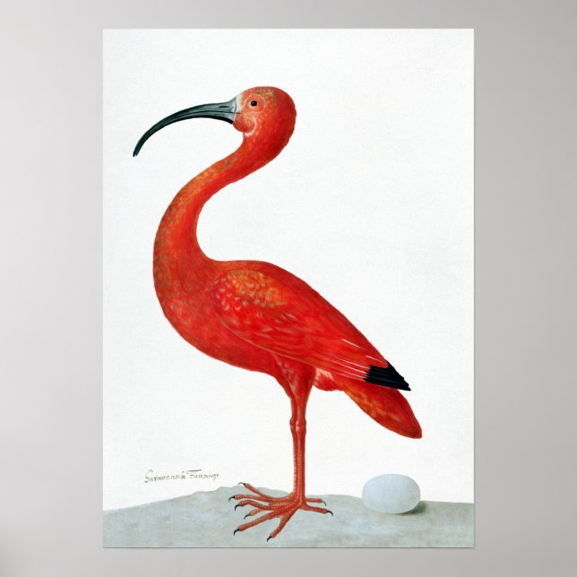 Maria Sibylla Merian Scarlet Ibis mit einem Ei Poster (Vorne)